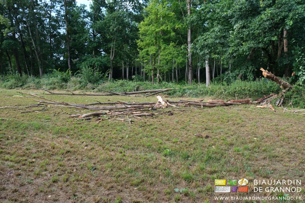photo de 2 vieux arbres tombés sur une parcelle en engrais vert