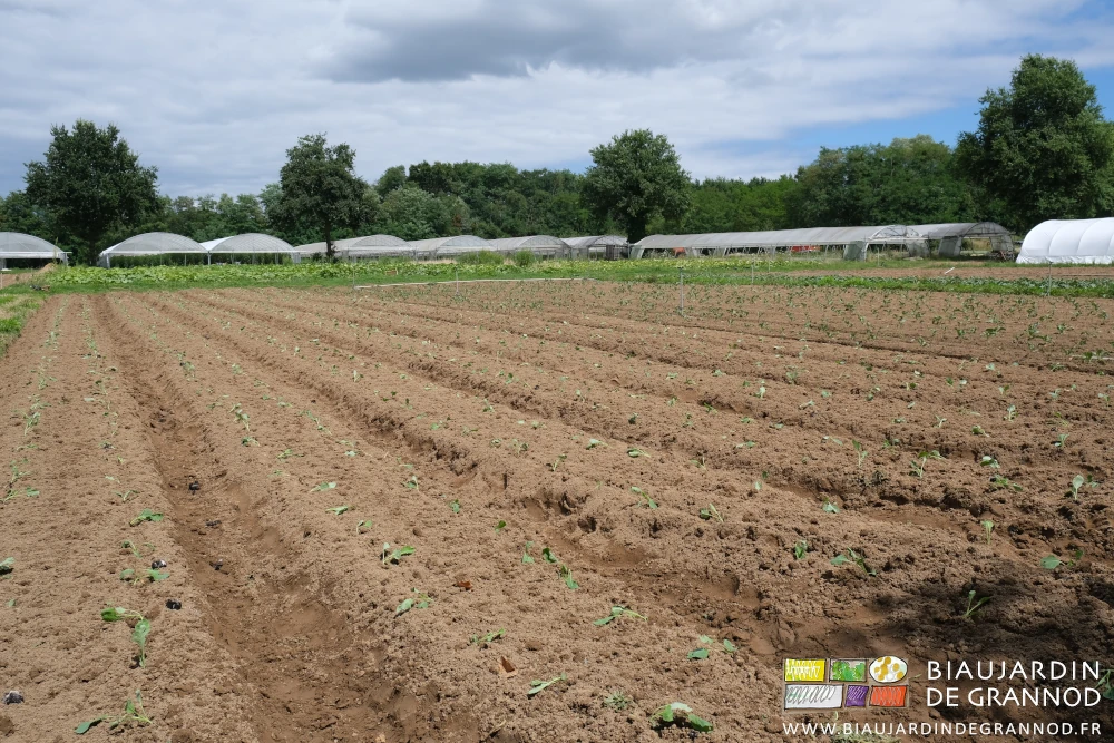 photo des planches de choux couchés sur la terre