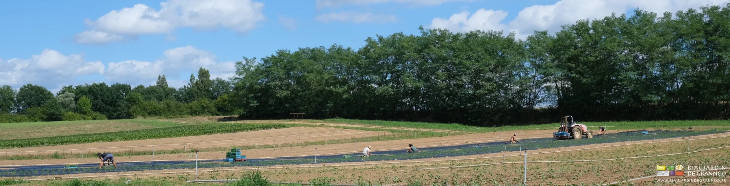 photo des 5 Biaux jardiniers répartis sur tout la longueur des planches de fenouil