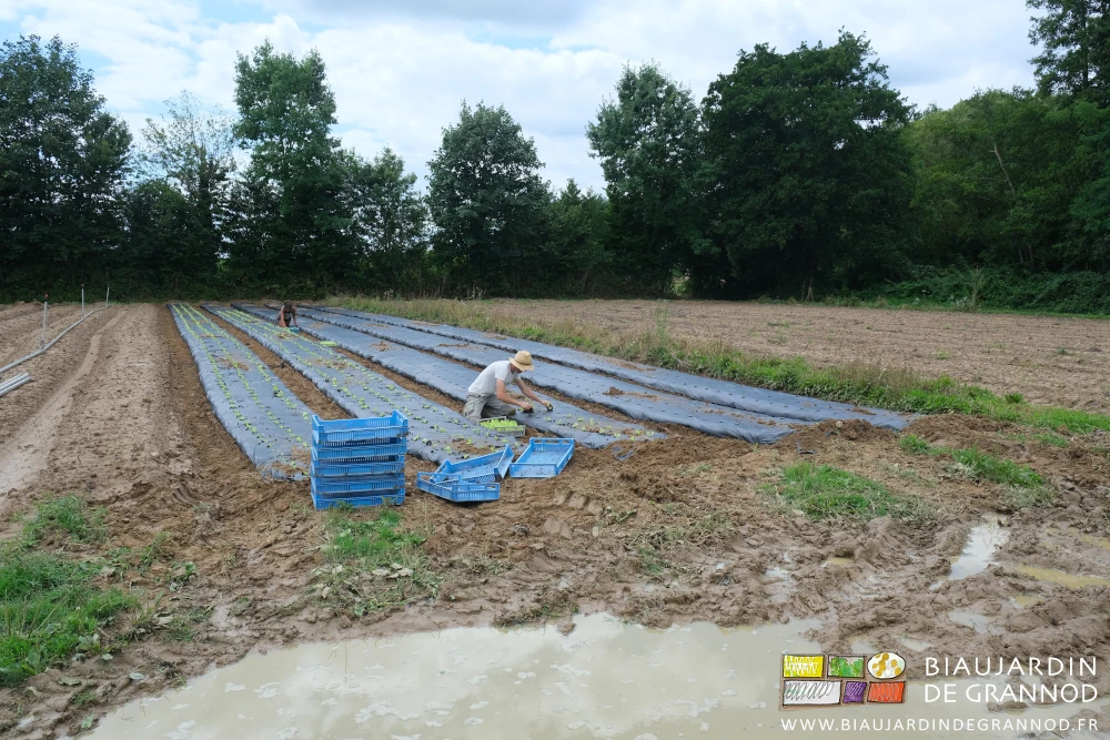 photo de plantation près de l'allée de circulation garnie comme un petit lac