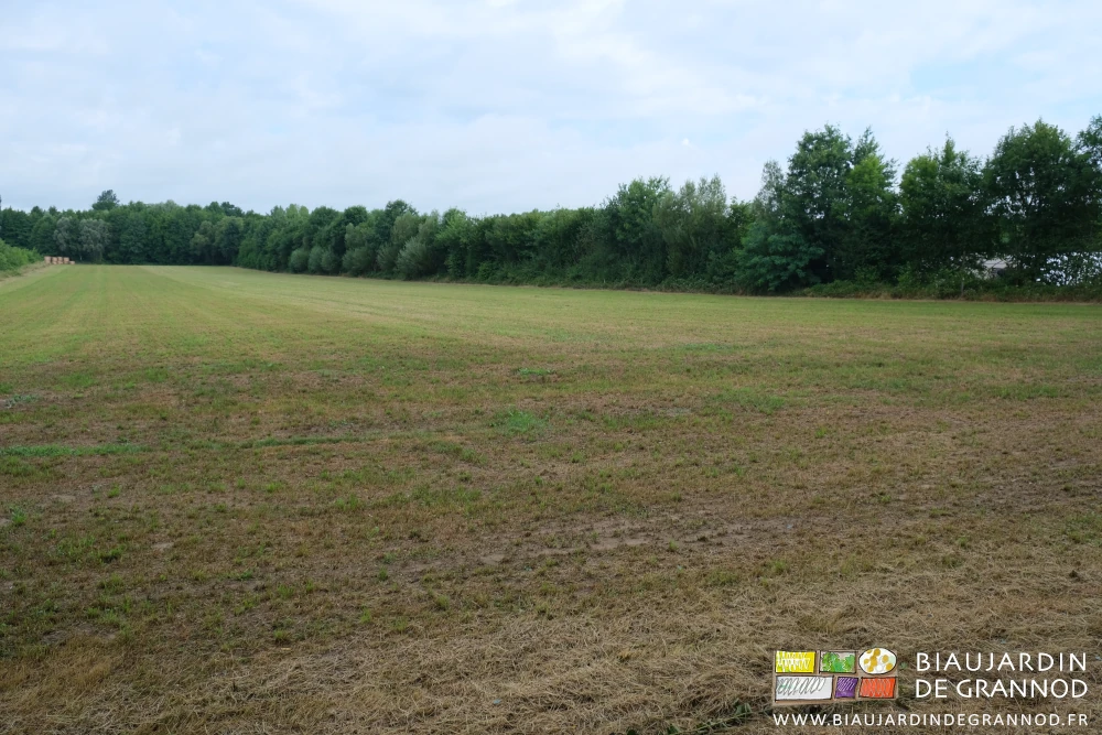 photo de la plus grande parcelle en ray-grass, bordée de haies bocagères