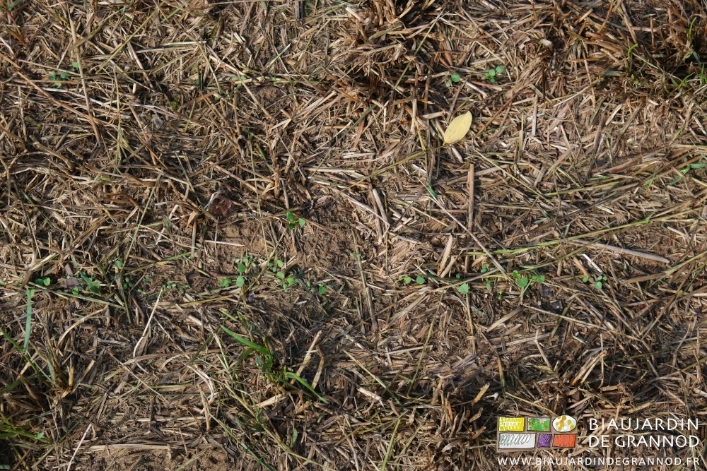 photo de plantules de trèfle bien sorties de terre dans le couvert broyé