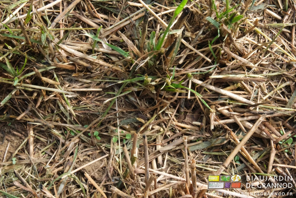 photo de plantules de trèfle entre des touffes de ray-grass
