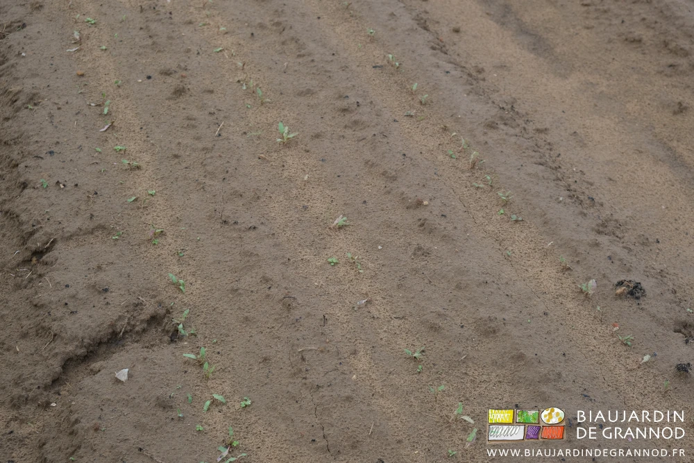 photo des feuilles des plantules des betteraves rouges collées au sol par les précipitations