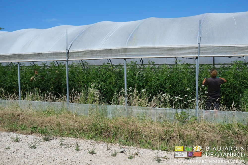 photo de Alice et Timothée au travail dans un tunnel de tomate aux cotés entièrement relevé à 2 mètres de hauteur