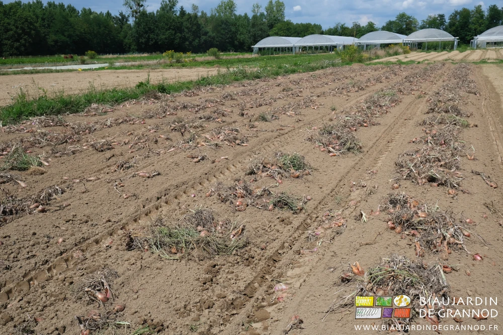 photo du carré d'oignons longs en cours de séchage au soleil