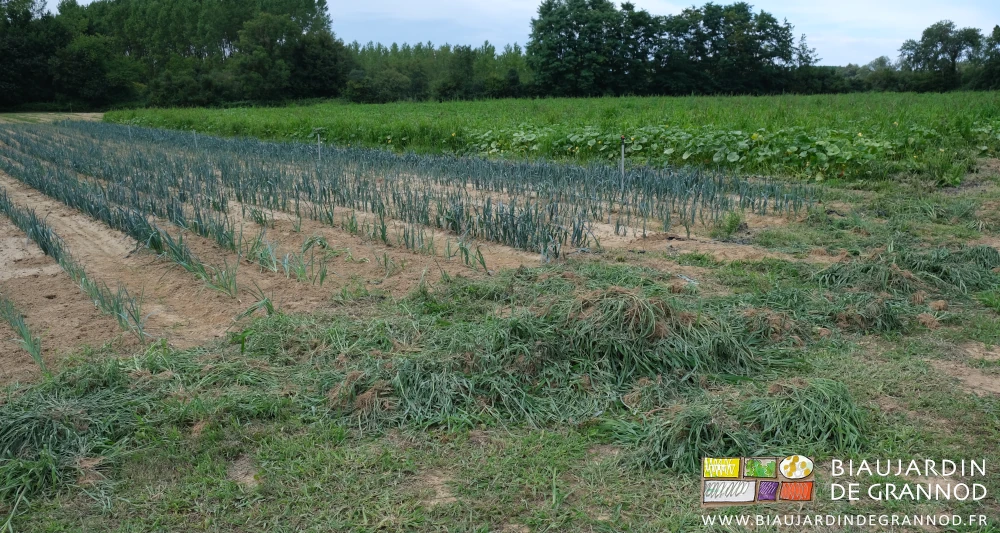 photo d'un gros tas de touffes d'adventices posé dans l'allée de circulation au bout des planches de poireau