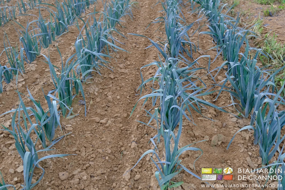 photo proche de l'aération de la terre des poireaux