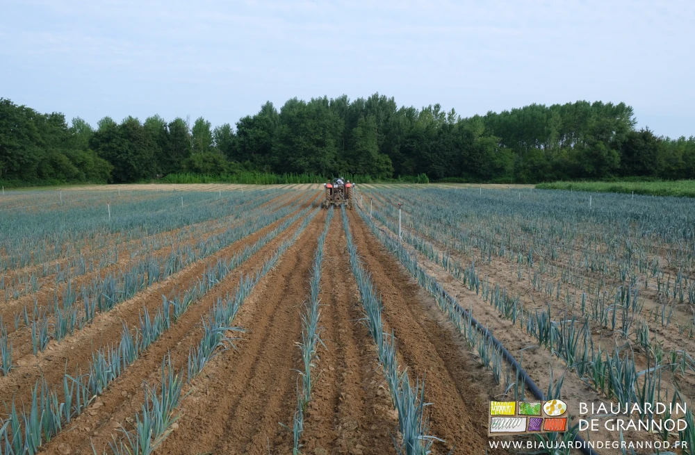 photo d'ensemble du travail dans les carrés de poireau sur fond de grandes haies bocagères
