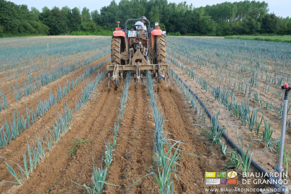 photo du binage en cours dans les carrés de poireau