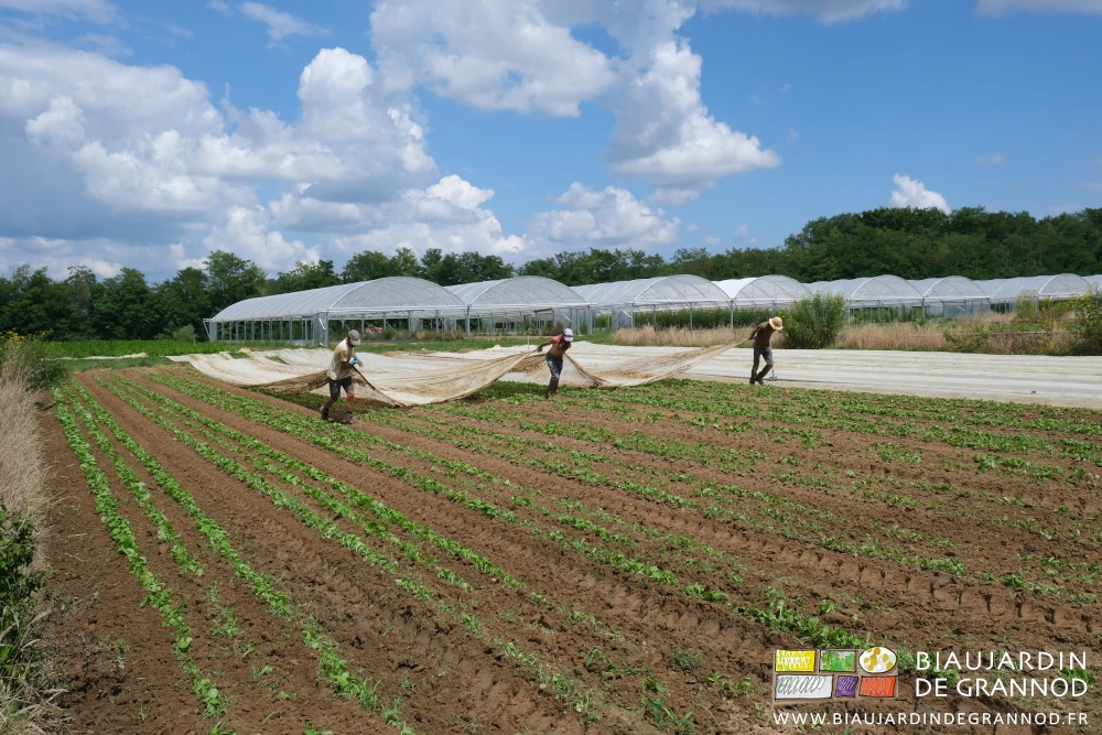 photo de l'équipe qui à trois déroule et remet en place 2 voiles protégeant 6 planches