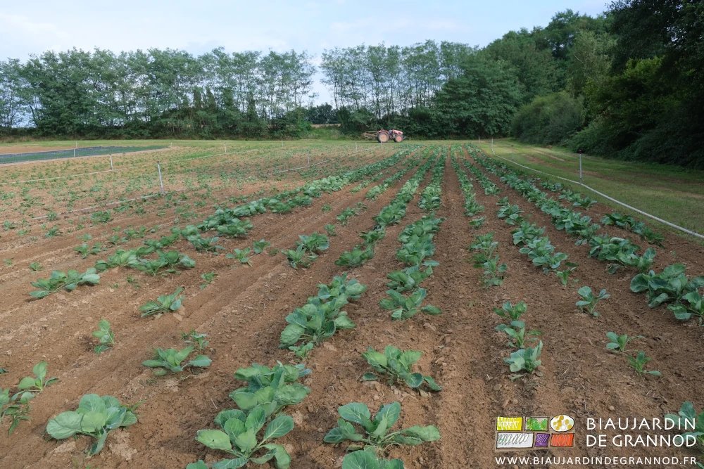 photo d'ensemble de la parcelle en choux avec ses haies d'essences locale