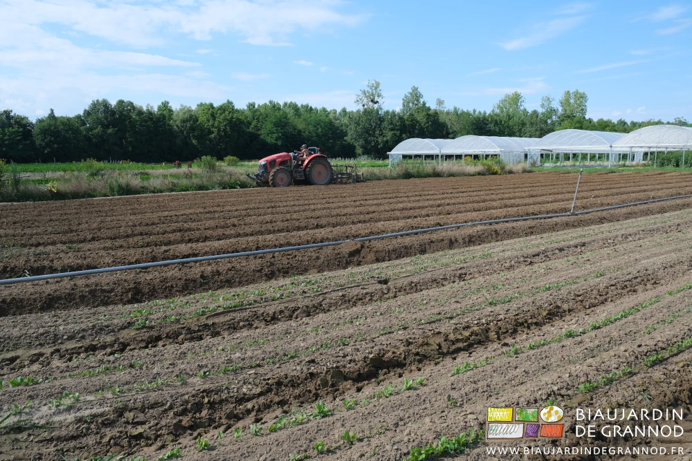 photo de Matthieu au cultibutte dans le carré de chicorée d'automne-hiver