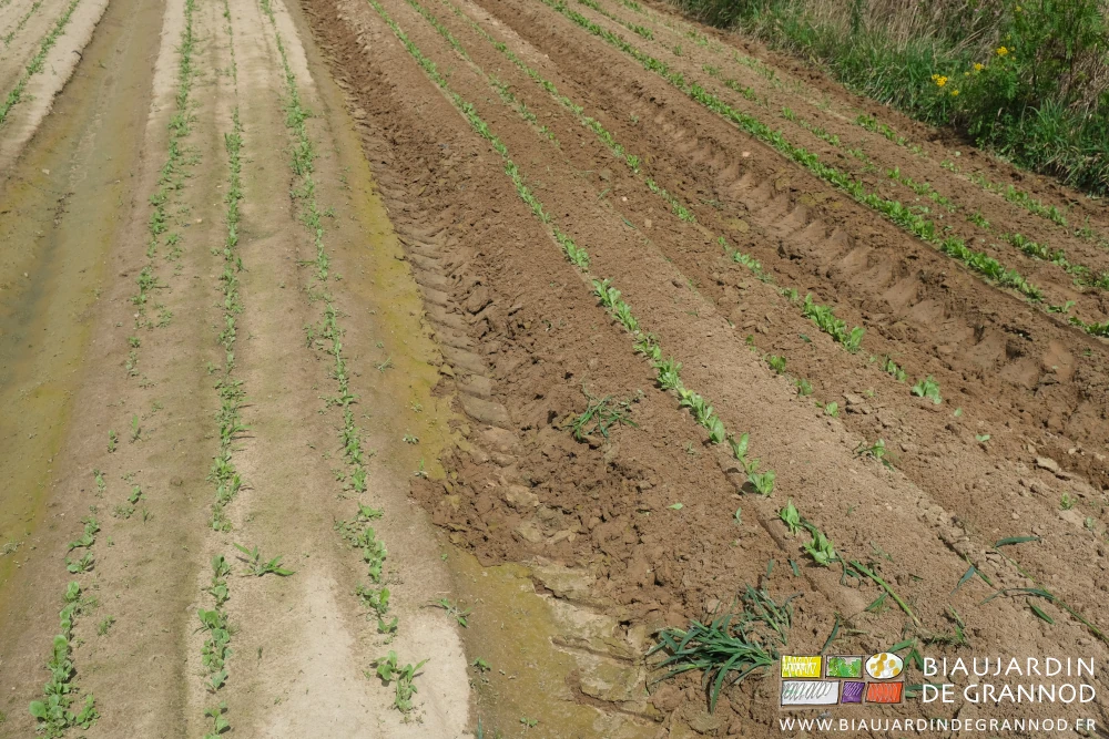photo d'un passage de planche trop humide pour un binage idéal
