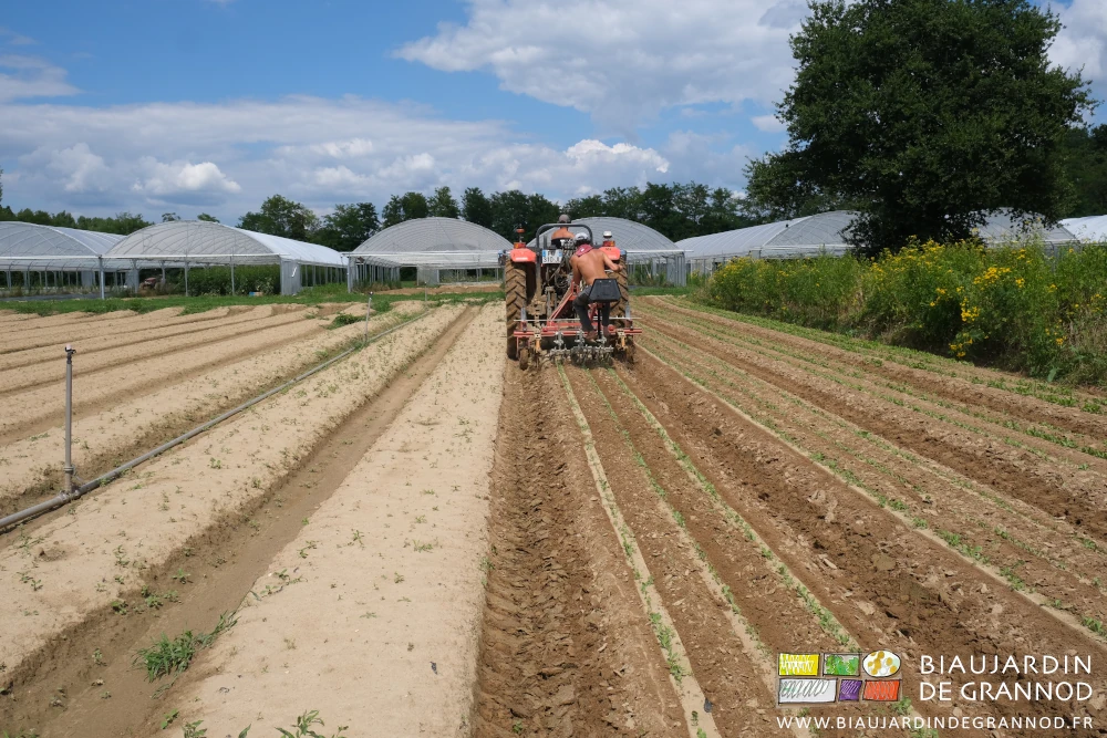 photo du carré de chicorée et bineuse de précision menée par Vivien avec matthieu au tracteur