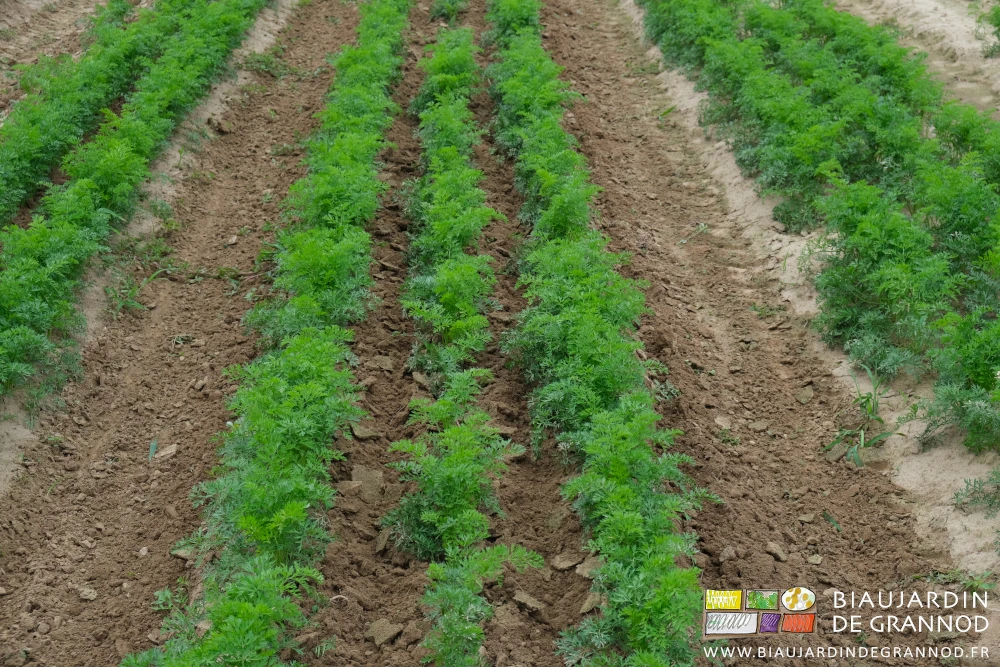 photo proche du dernier semis de carotte après binage