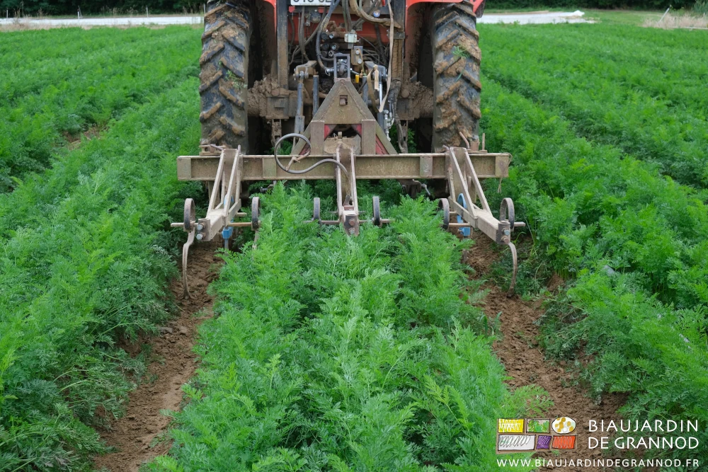 photo du binage des carottes avec la barre porte outil