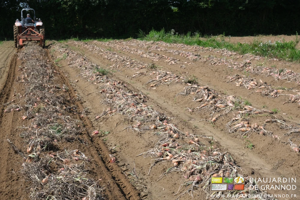 photo du carré d'oignons longs dont une planche a déja bénéficié d'une aération par un passage de souleveuse