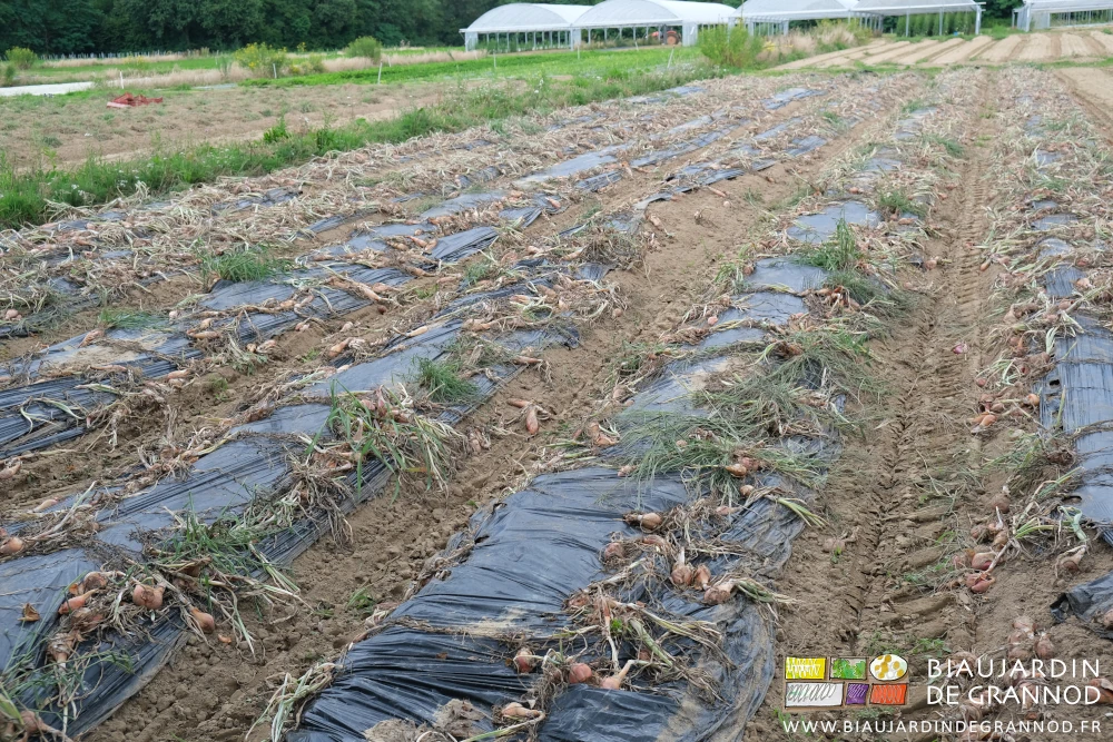 photo du carré d'oignons longs après premier passage de la souleveuse