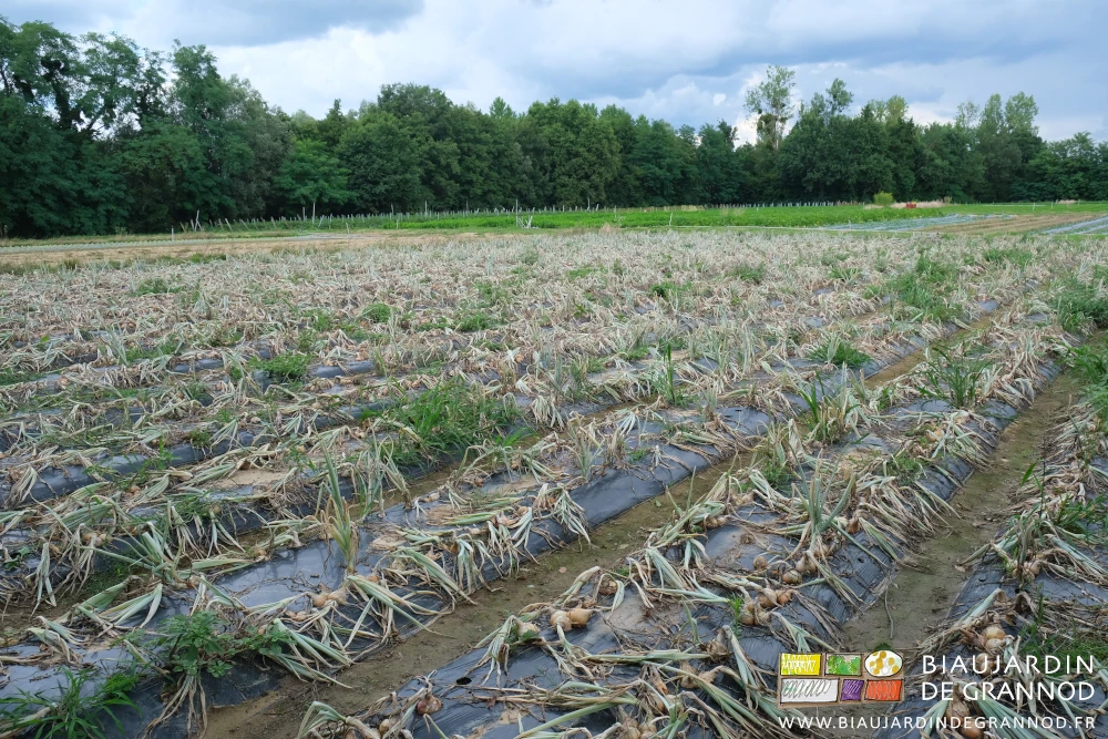 photo du carré d'oignons jaunes aux tiges couchées au sol