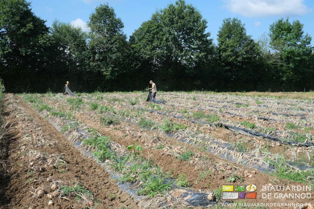 photo de 2 Biaux jardiniers enlevant le film paillage noir après passage de l'arracheuse