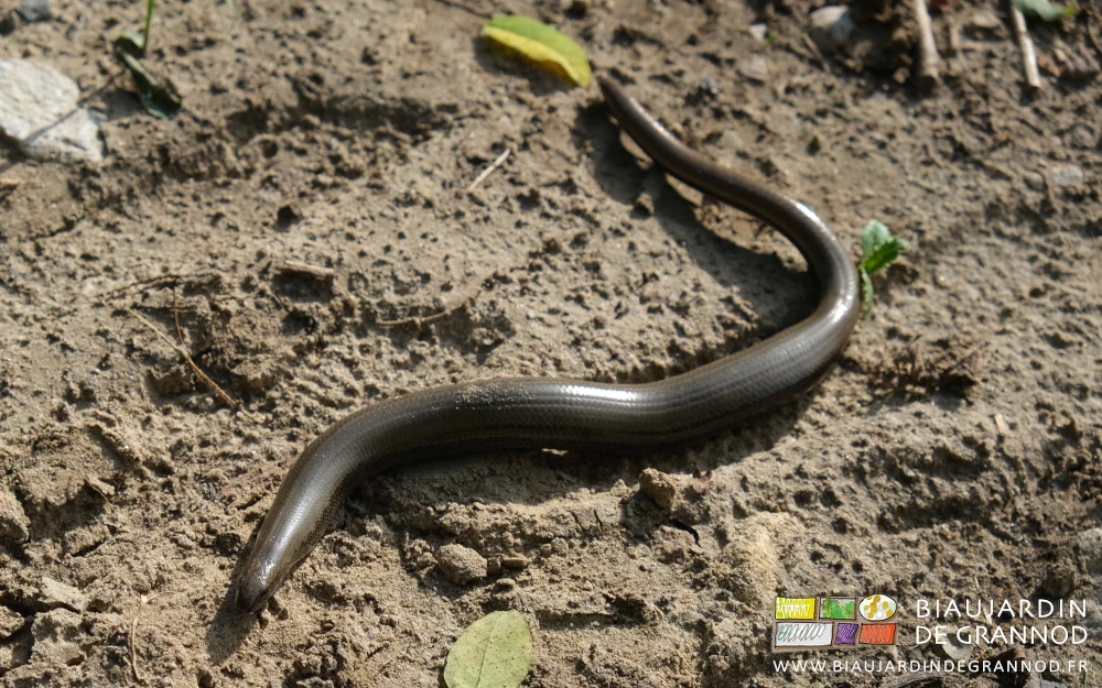 photo d'un orvet plutôt dodu dans une de nos parcelles, au pied d'un talus herbacé