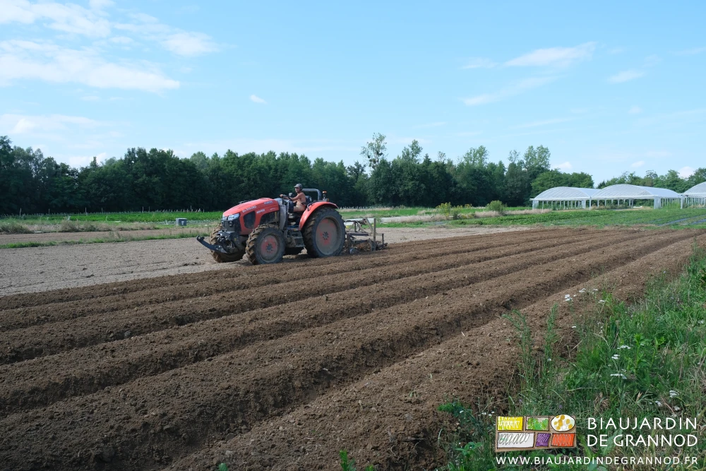 photo de Matthieu qui remonte avec le cultibutte les planches de pommes de terre récoltées