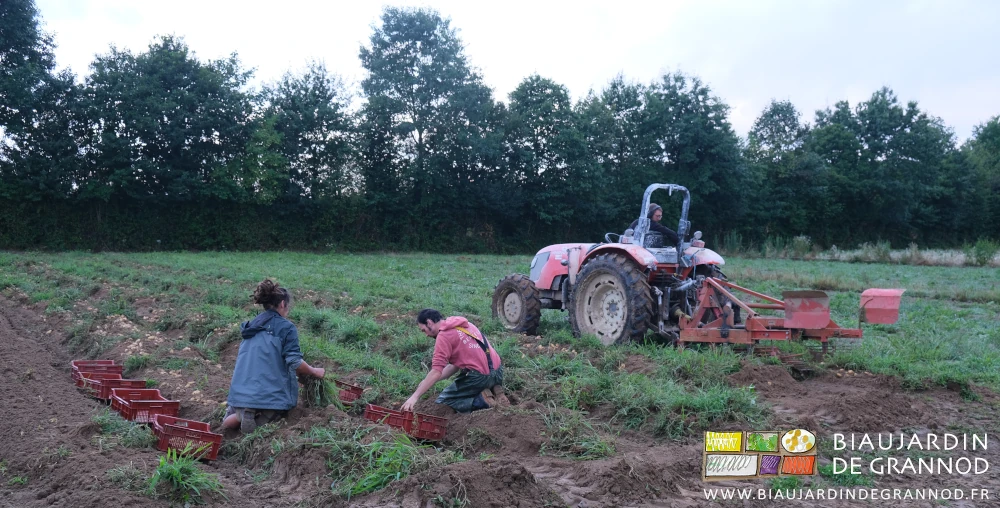 photo de Morgane et Vivien ramassant les pommes de terre que Matthieu arrache mécaniquement