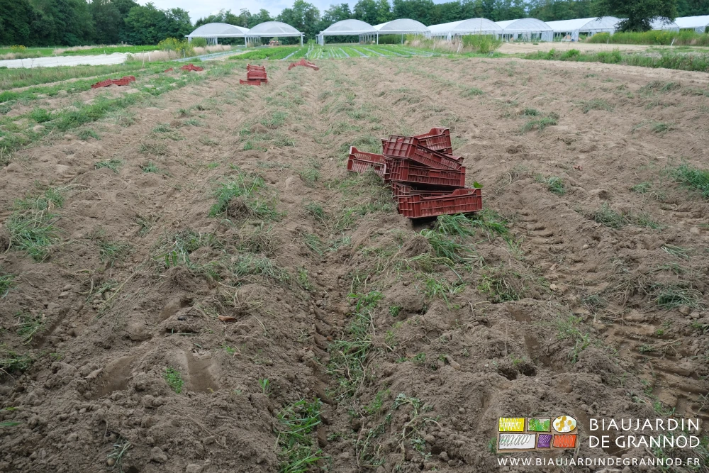 photo des touffes d'adventices séchant après récolte des pommes de terre