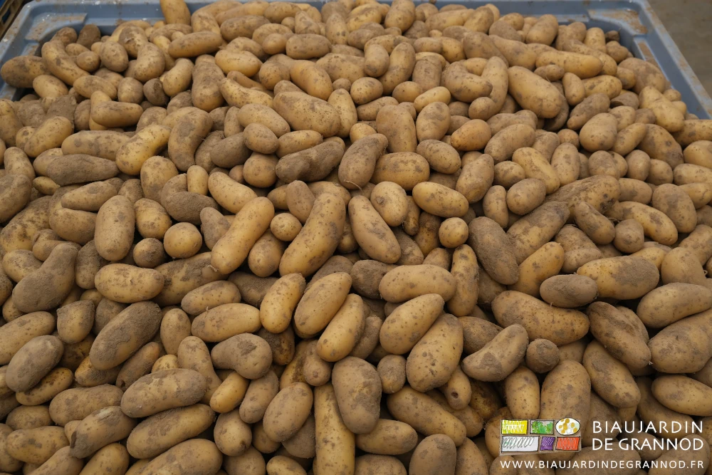 photo du dessus d'un palox plein de pommes de terre