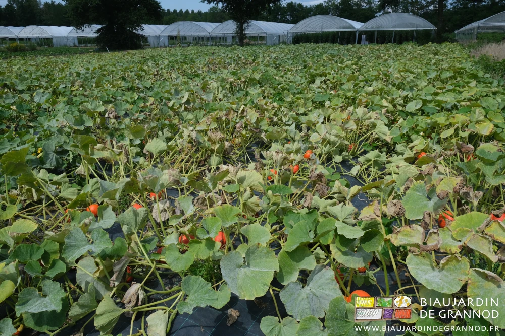 photo d'un carré de potimaron, plusieurs bien orange au premier plan
