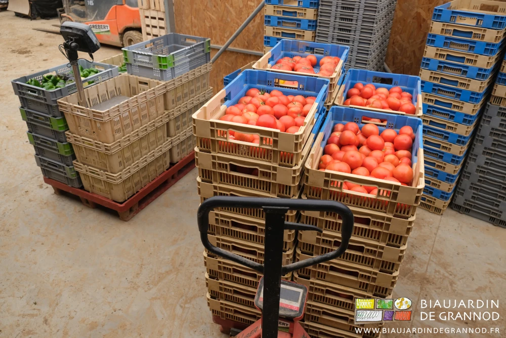 photo d'une palette de tomate ronde à coté de caisses de poivron