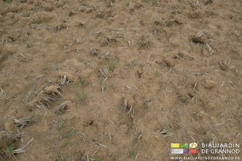 photo de touffes de panic dont les racines collées au sol par les oorage relancent la végétation