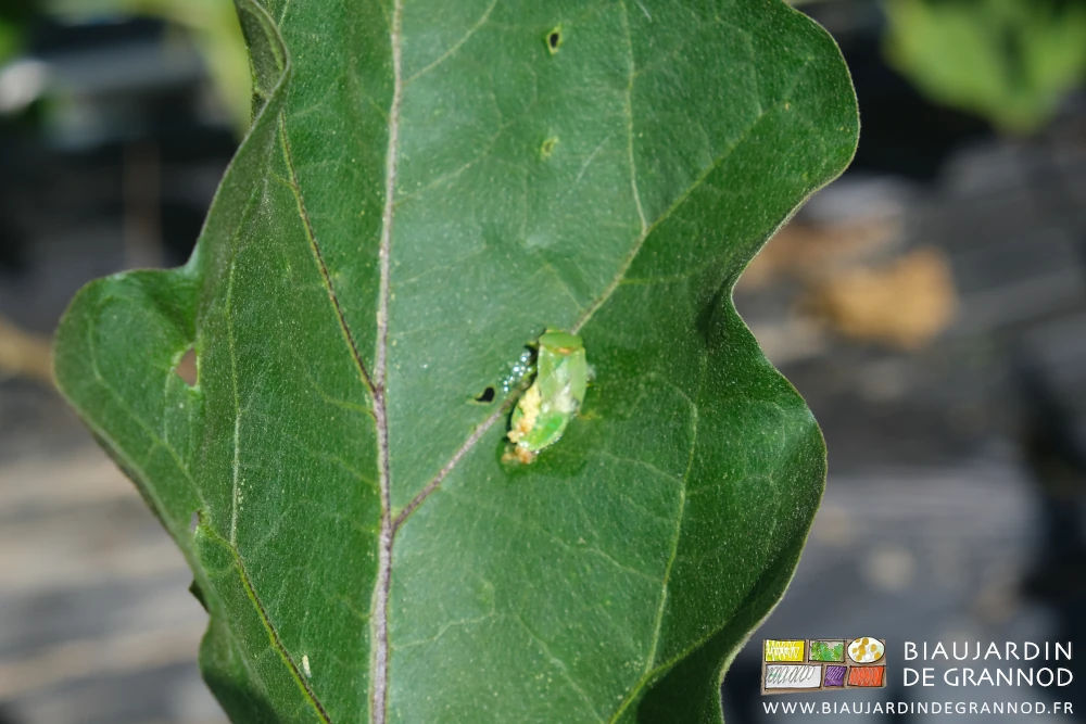 photo d'une punaise écrasée qui portait des oeufs