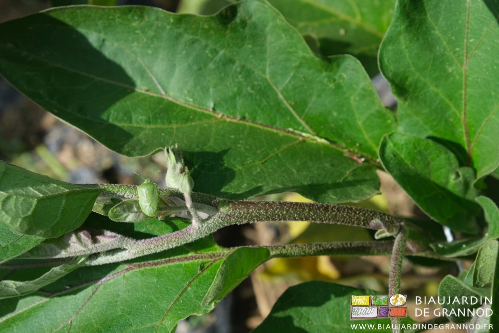 photo d'une punaise Nezara dans un bouquet de fleurs d'aubergine