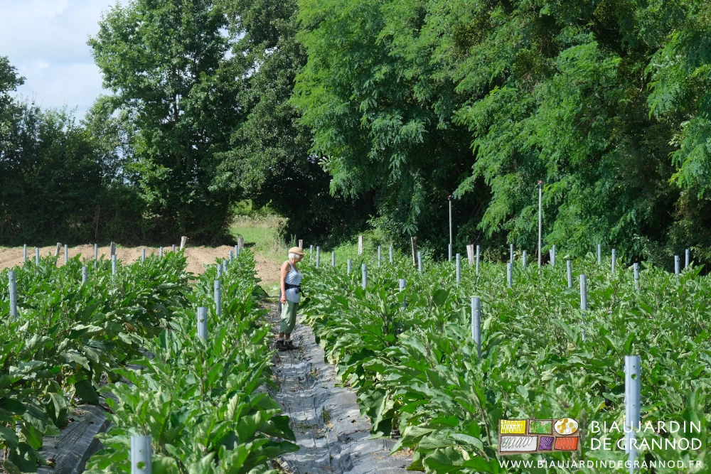 photo de Françoise qui marche très lentement dans un rang d'aubergine