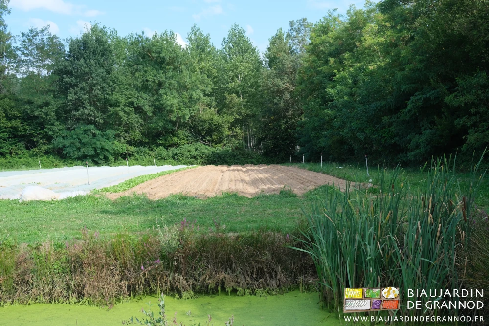 photo d'un carré de navet juste semé, en milieu paysan extensif et bocager