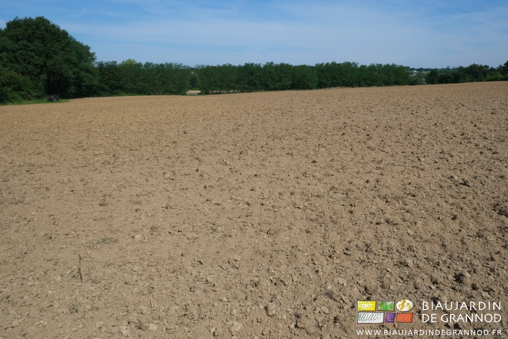 photo de la parcelle de 3 hectares travaillée en surface pour destruction des adventices avant semis d'engrais vert