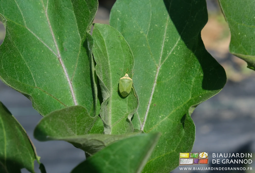 photo d'une punaise verte sur une feuille d'aubergine de plein champ