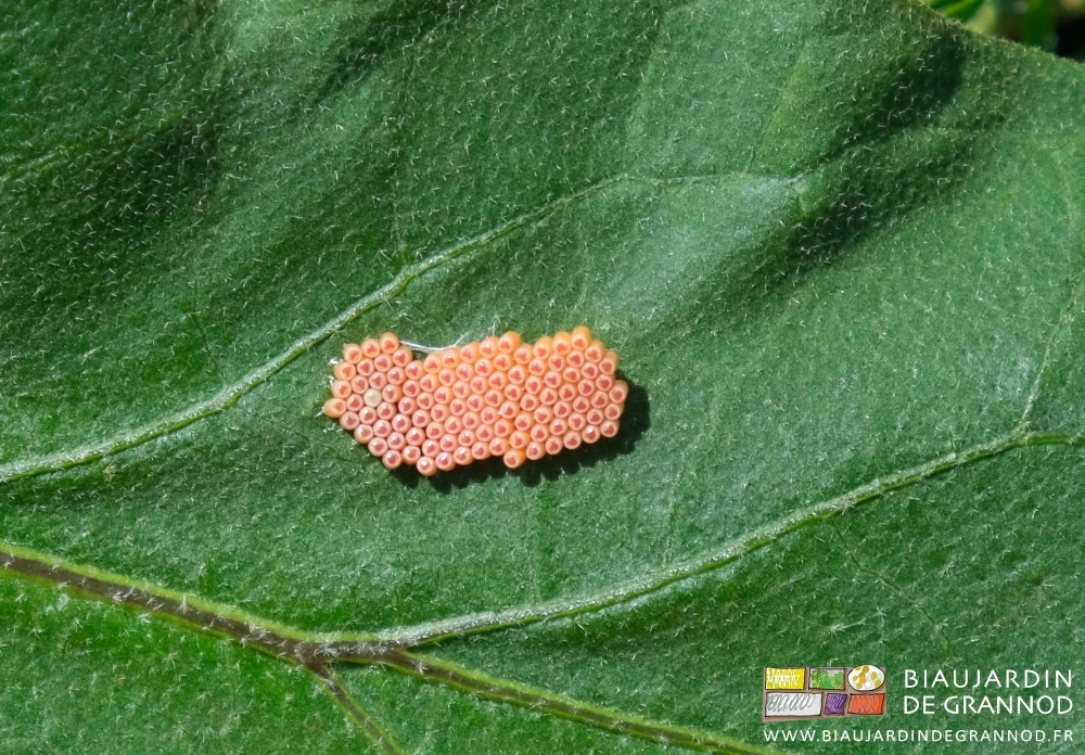 photo des œufs, petits tonnelets bien rangés en petits rangs groupés sur la feuille
