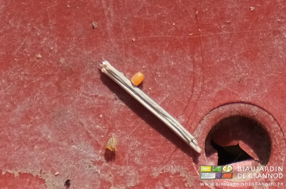 photo d'un oeuf encore sain au dessus d'une brindille au fond de la cagette plastique