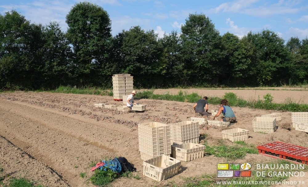 photo de 3 Biaux Jardiniers accroupis à la mise en caisse des oignons séchés au sol après récolta à l'arracheuse