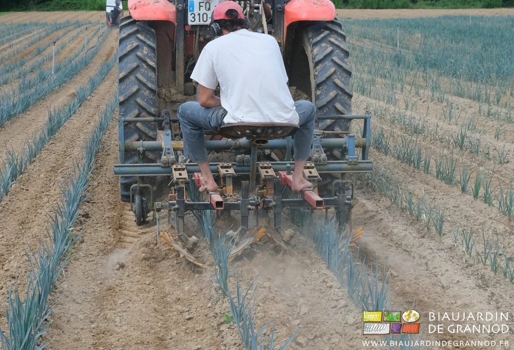 vue arrière du travail à la bineuse à doigts dans les planches de poireau