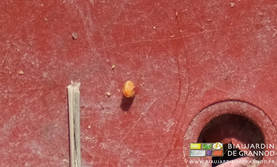 photo proche d'un œuf éclaté au fond de la caghette plastique