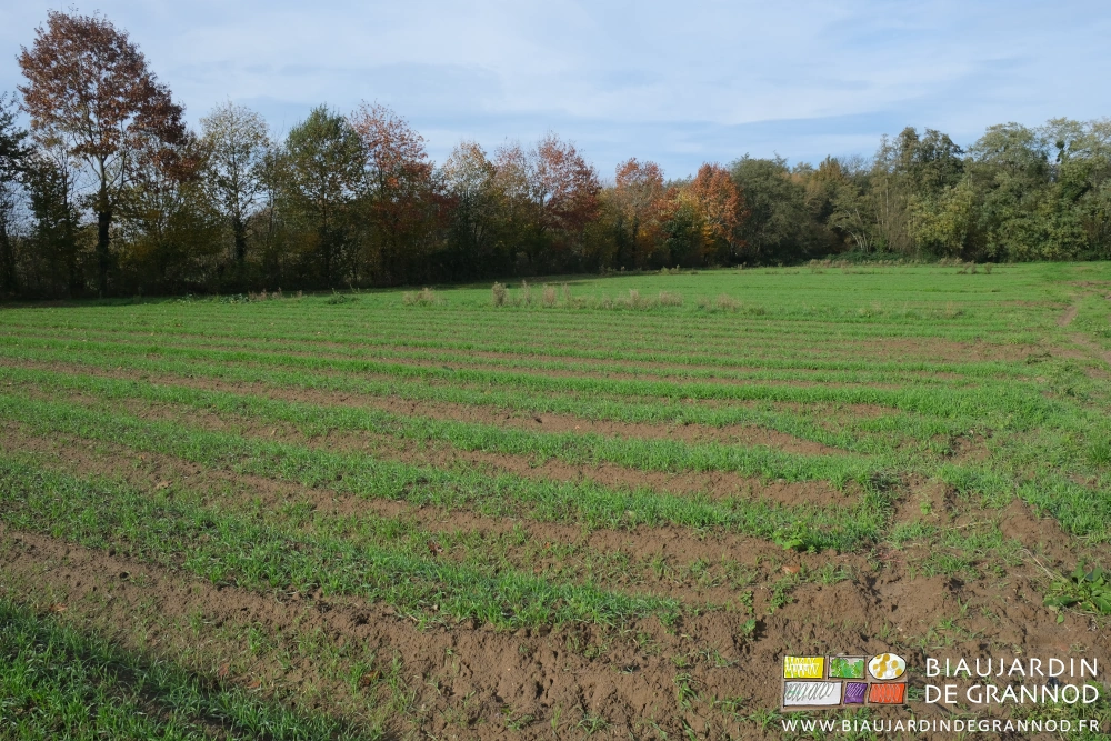 photo de plusieurs carrés bien verts de seigle au pied d'une haie bocagère