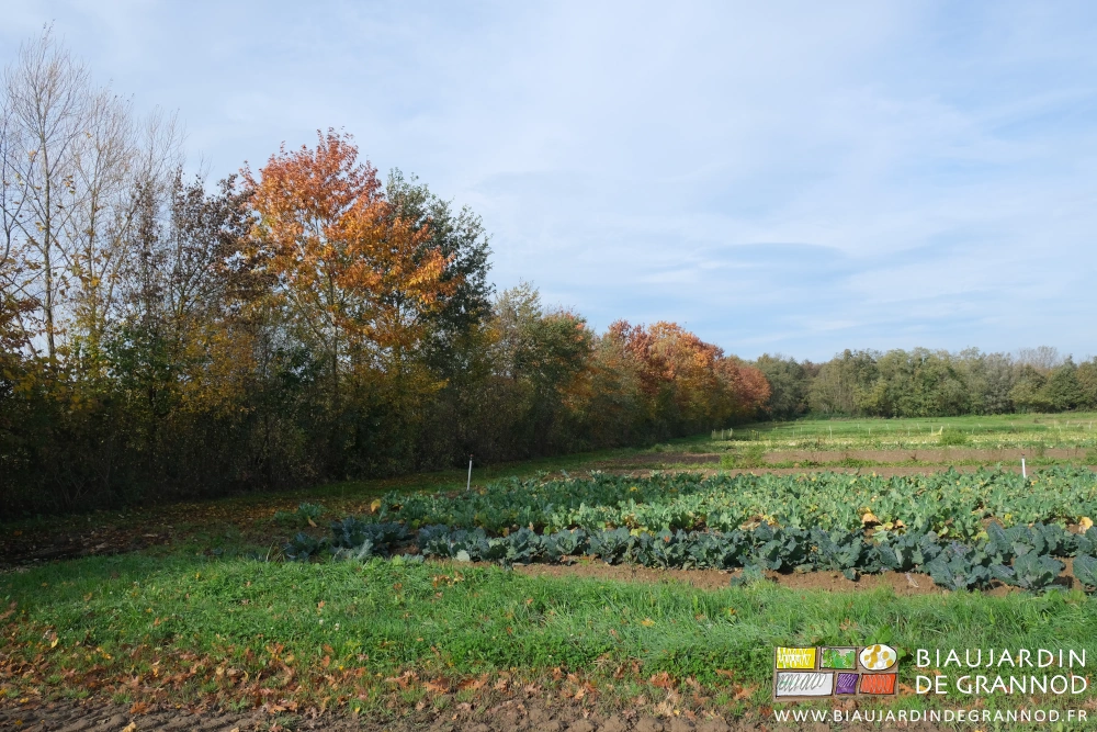 photo de chênes, châtaigniers, érables aux feuilles jaunes et rouges longeant le jardin,