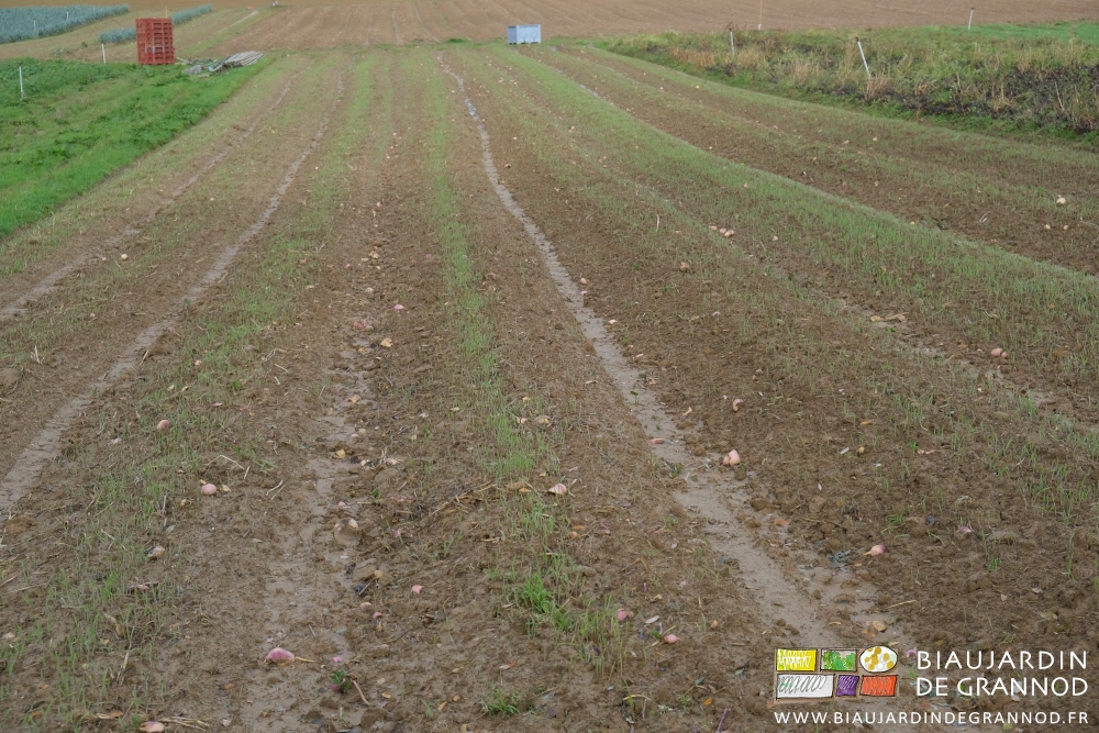 Photo d’une parcelle où le seigle est en cours d’installation sur les planches récoltées