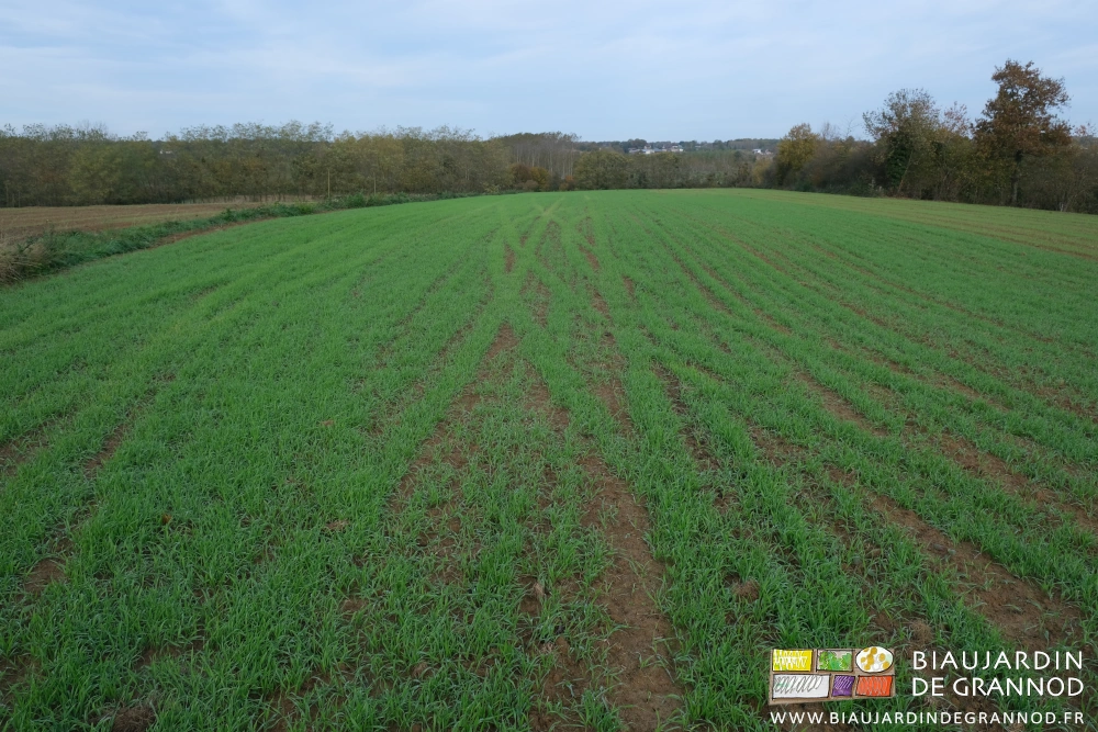 photo d'une parcelle avec meilleur développement du seigle dans les passages de roue du tracteur