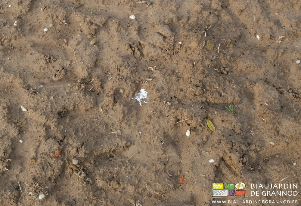 photo d'une fient d'oiseau tombé dans une allée de circulation au jardin