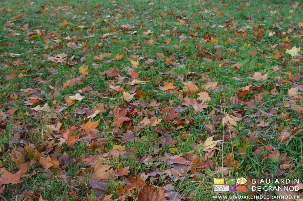 photo de feuilles réparties dans un de nos prés